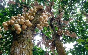 Chùm ảnh vườn dâu Hạ Châu đặc sản Cần Thơ hàng trăm tấn bí vì Covid-19