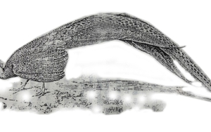 Loài chim ở nước ta lần đầu được thế giới công nhận: Có hay không chim phượng hoàng?