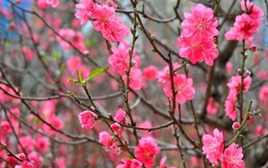 Đề xuất nghỉ Tết Nguyên đán 2022 trong 9 ngày