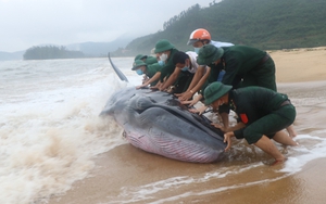 Hình ảnh cứu hộ cá voi nặng khoảng 3 tấn trên bờ biển Phú Lộc, Huế