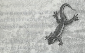 Tản văn Cuối tuần: Búi dách