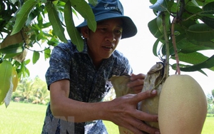 Xoài Đồng Tháp được cấp mã vùng xuất khẩu và 'cánh cửa' mới của đặc sản trái cây Đồng Tháp