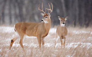 Canada xác nhận 3 cá thể hươu đuôi trắng mắc Covid-19