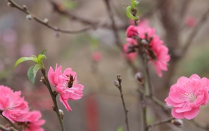 Thư gửi robot Citizen: Linh hồn cỏ cây