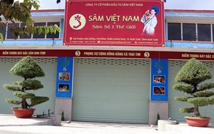 Công ty Sâm Việt Nam lại trồng sâm Ngọc Linh trên… miệng