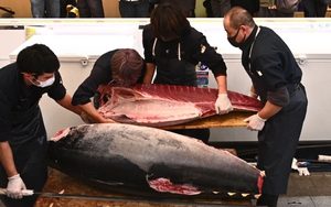 Phiên đấu giá cá ngừ đầu Năm mới tại Tokyo, Nhật Bản