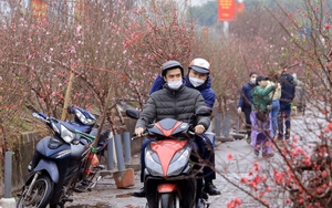 Tết sớm về trên làng đào Nhật Tân