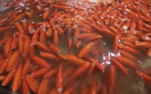 Hà Nội: Nhộn nhịp khu chợ buôn bán cá trong ngày ông Công, ông Táo