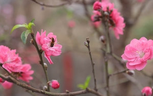 Góc nhìn 365: Quẩn quanh đào Tết