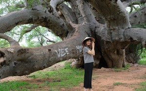 Cuộc kỳ ngộ với cây bao báp lớn nhất thế giới