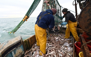 Đánh bắt quá mức trên toàn cầu - mối đe dọa lớn đối với các đại dương