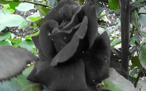 Giải cứu hoa hồng đen quý hiếm