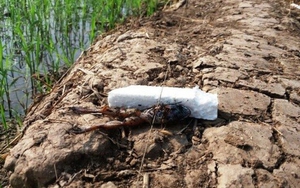 Giăng bẫy điện diệt chuột khiến hàng xóm tử vong