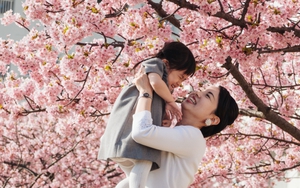 Hoa anh đào nở rực rỡ khắp thế giới
