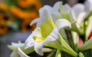 Tháng 4 Hà Nội, mùa hoa loa kèn xuống phố