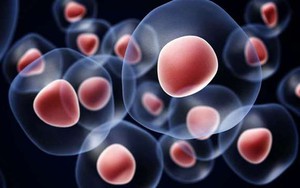 Tạo tế bào gốc người từ các phân tử hóa học