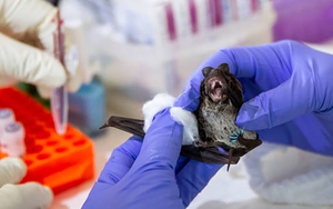 Biến đổi khí hậu có thể làm gia tăng nguy cơ mắc các bệnh truyền nhiễm