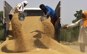 Giá lúa mỳ tăng cao kỷ lục sau lệnh cấm xuất khẩu của Ấn Độ