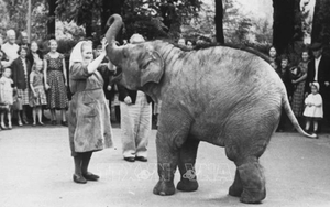 Chuyện hai chú voi Bác Hồ tặng Vườn bách thú Leningrad