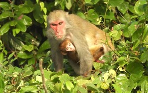 Bảo tồn loài khỉ Macaca quý hiếm tại Vườn Quốc gia Bến En
