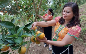 Hiệu quả của một dự án giúp nông dân 'thoát nghèo'