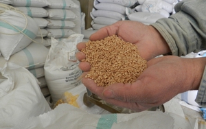 'Cơn bão' khủng hoảng lương thực đe dọa thế giới