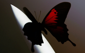 'Twelve Carat Toothache' - Album không thỏa hiệp của Post Malone