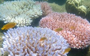 LHQ cảnh báo tình trạng khẩn cấp với các đại dương