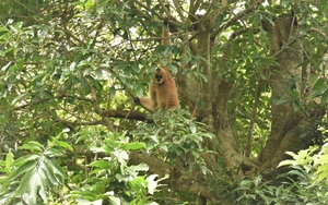 Xây dựng mô hình 3D Vườn Quốc gia Cúc Phương góp phần phát triển du lịch bền vững