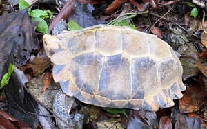 Quảng Bình: Tiếp nhận 3 cá thể rùa núi viền quý hiếm, nguy cấp cần được bảo vệ