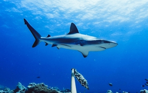 Mỹ cảnh báo cá mập tấn công người ở bờ biển New York