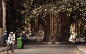 Ai Cập lên kế hoạch trồng 100 triệu cây xanh