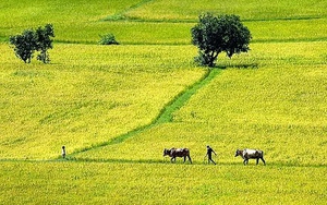Chữ và nghĩa: Ruộng giữa đồng, chồng giữa làng