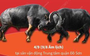 Hấp dẫn Lễ hội chọi trâu truyền thống Đồ Sơn 2022 Hải Phòng