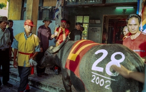 Cuộc đời sau ống kính: Xem chọi trâu Đồ Sơn 20 năm trước