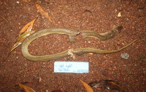 Bình Phước: Một người tử vong do chữa rắn độc cắn bằng mẹo dân gian