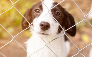 Do Covid-19 và thủ tục nhận nuôi phức tạp, các trung tâm cứu hộ chó tại CH Cyprus quá tải