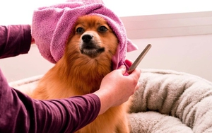 Thái Lan: Dịch vụ cho thú cưng ngày càng nở rộ