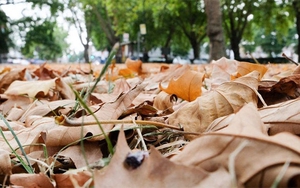 Anh đón 'mùa Thu giả' vì nắng nóng bất thường