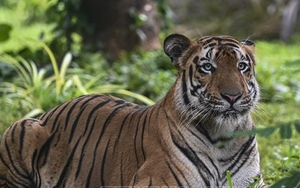 Người mẹ gan dạ tay không đánh hổ bảo vệ con tại Ấn Độ