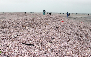 Cả nghìn tấn ngao giấy trôi dạt vào bờ biển Nam Định là hiện tượng bình thường