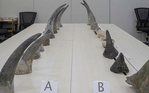 Singapore thu giữ lượng sừng tê giác nhiều nhất từ trước tới nay