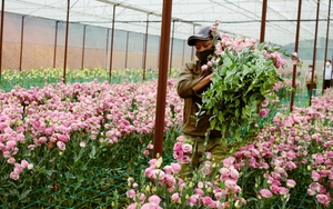 Giá hoa Đà Lạt tăng gấp đôi trong dịp lễ 20/10