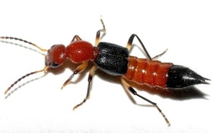 Nhận biết và xử trí khi bị kiến ba khoang đốt