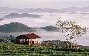 Xử phạt 3 cá nhân dàn dựng clip thu phí 'săn mây' ở đồi chè Đà Lạt