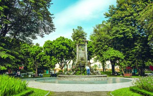 Góc nhìn 365: Ký ức từ vườn hoa Con Cóc