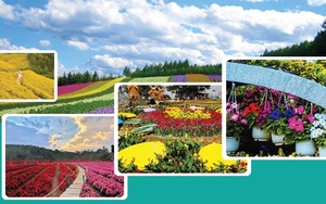 Festival Hoa Đà Lạt 2022: 'Đà Lạt - Thành phố bốn mùa hoa'