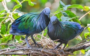 Bồ câu Nicoba xuất hiện tại Vườn Quốc gia Côn Đảo