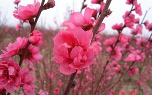 Truyện cười bốn phương: Không khí Tết