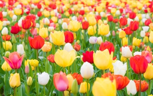 Tử vi tháng 12/2021 của cung Cự Giải: Hãy nhìn lại sai lầm nhưng đừng đắm chìm trong nỗi buồn